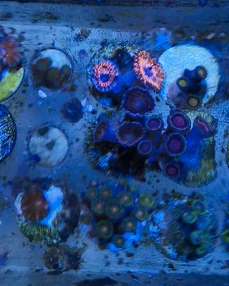 Talee coralli molli e favites, euphyllia, Goniopor