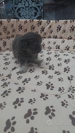 Chihuahua maschio