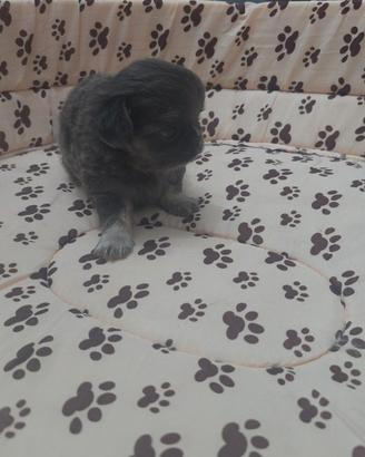 Chihuahua maschio