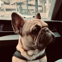 Bulldog Francese per monta