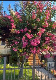 Lagerstroemia