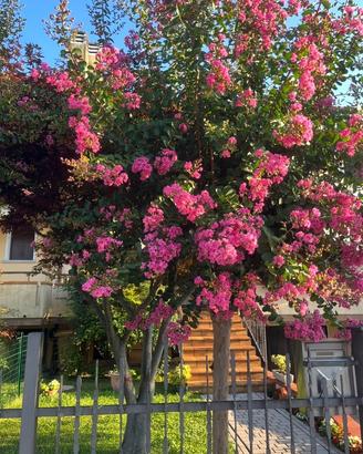 Lagerstroemia