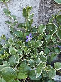 piante di pervinca