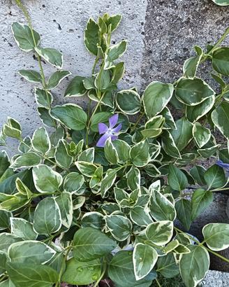 piante di pervinca