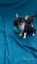 Cuccioli chihuahua