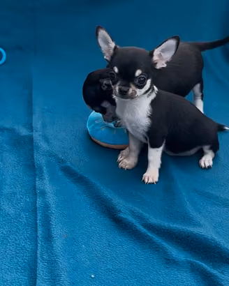Cuccioli chihuahua