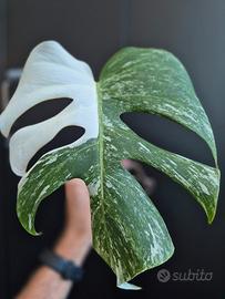 Monstera Deliciosa Variegata 