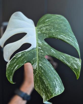 Monstera Deliciosa Variegata 