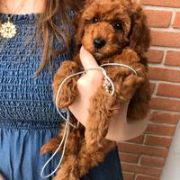 Cucciola di barboncino toy Red con pedigree ENCI