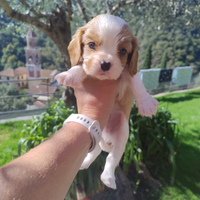 Cuccioli blenheim