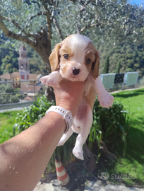 Cuccioli blenheim