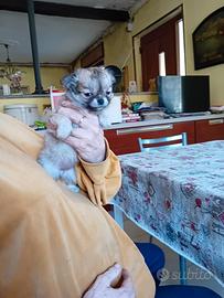 Chihuahua con pedigree