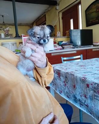 Chihuahua con pedigree