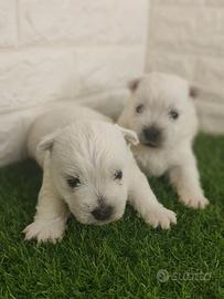 West highland pedigree