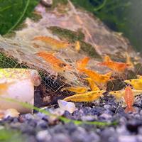 Lotto 10x Neocaridine Davidi "Orange Sunkist"