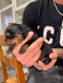 Cuccioli di Rottweiler