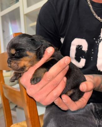 Cuccioli di Rottweiler