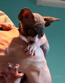 Sphynx
