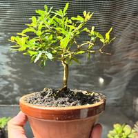 Bonsai melograno nano