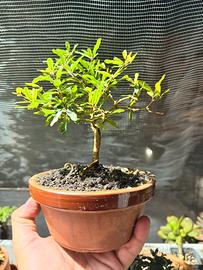 Bonsai melograno nano