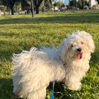 Cane maltese per accoppiamento