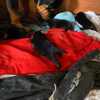 Cuccioli Rottweiler