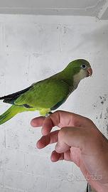 Pullo di parrocchetto Monaco svezzato