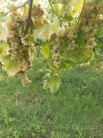 Uva da vino