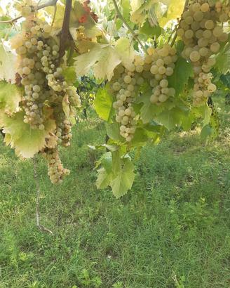 Uva da vino