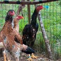 Gruppo galline O-Shamo