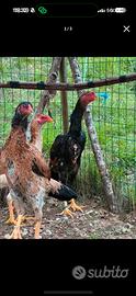 Gruppo galline O-Shamo