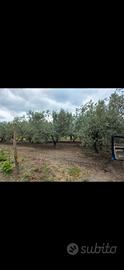 Terreno oliveto vigneto