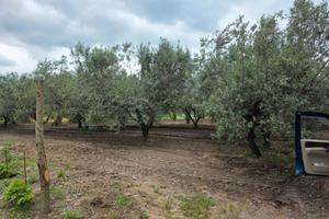 Terreno oliveto vigneto