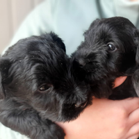 Cuccioli di Schnauzer Medio Nero - Pedigree ENCI