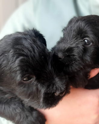 Cuccioli di Schnauzer Medio Nero - Pedigree ENCI