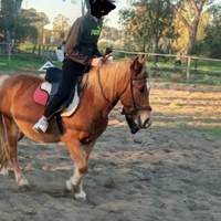 Pony maschi e femmina