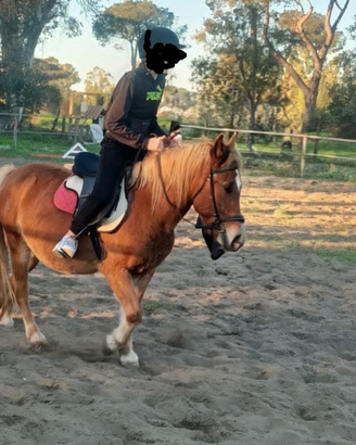 Pony maschi e femmina