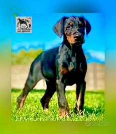 Dobermann Cuccioli