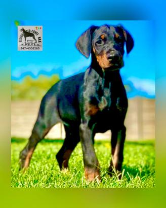 Dobermann Cuccioli