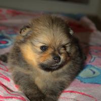 Spitz pomerania nano