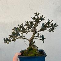 Bonsai olivastro
