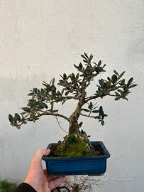 Bonsai olivastro