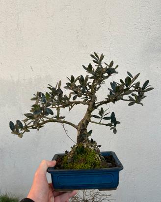 Bonsai olivastro