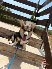 Corgi