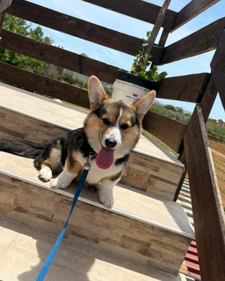 Corgi