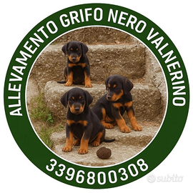 Allevamento Grifo Nero Valnerino Cani da Tartufo