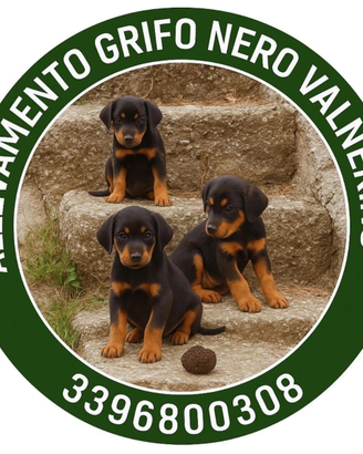 Allevamento Grifo Nero Valnerino Cani da Tartufo