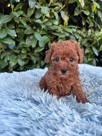 Cuccioli di Barboncino Toy Pedigree ENCI