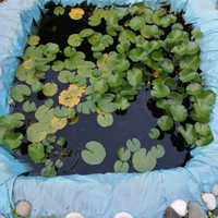 Piante acquatiche: ninfee