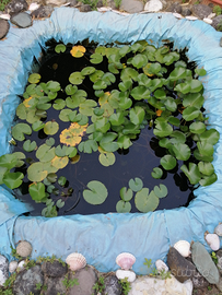 Piante acquatiche: ninfee